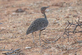 Buff-crested Bustard