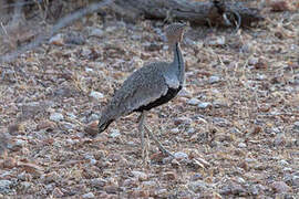 Buff-crested Bustard