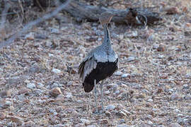 Buff-crested Bustard