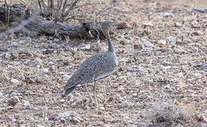 Buff-crested Bustard