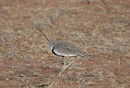 Buff-crested Bustard