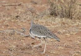 Buff-crested Bustard