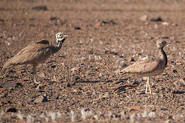 Rüppell's Korhaan