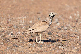 Rüppell's Korhaan