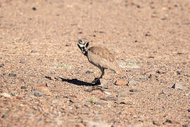 Rüppell's Korhaan