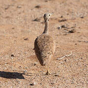 Karoo Korhaan