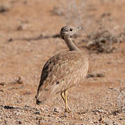 Karoo Korhaan