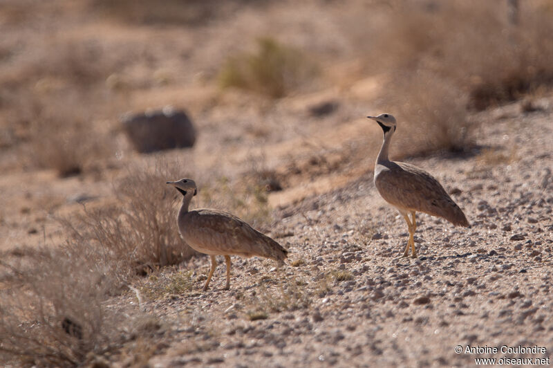 Karoo Korhaanadult