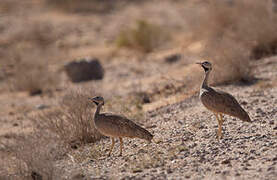 Karoo Korhaan