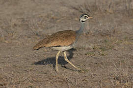 White-bellied Bustard