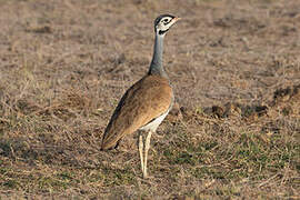 White-bellied Bustard