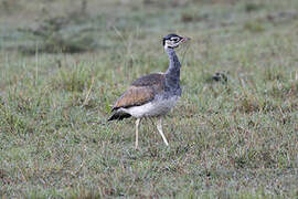 White-bellied Bustard