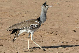 Kori Bustard