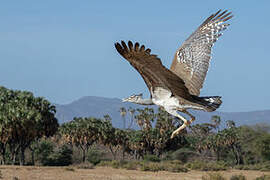 Kori Bustard