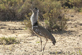 Kori Bustard