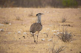 Kori Bustard