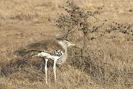 Kori Bustard