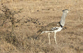 Kori Bustard