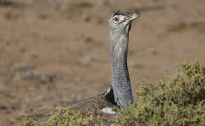 Kori Bustard