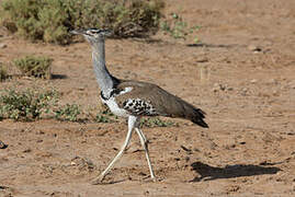 Kori Bustard