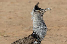 Kori Bustard