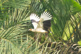 Palm-nut Vulture