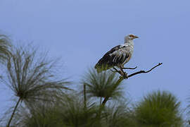 Palm-nut Vulture