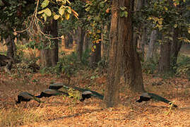 Indian Peafowl