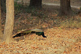 Indian Peafowl