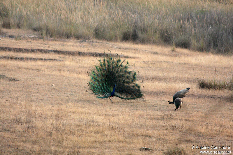 Indian Peafowladult breeding, courting display