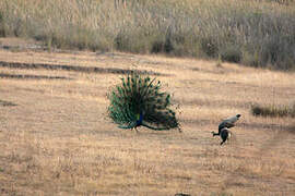 Indian Peafowl