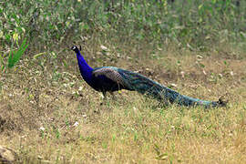 Indian Peafowl