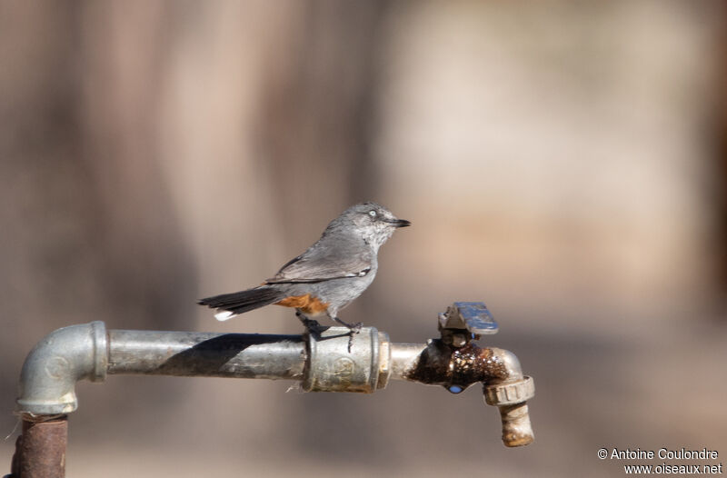 Chestnut-vented Warbleradult