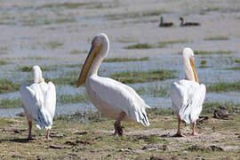 Great White Pelican