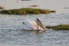 Great White Pelican