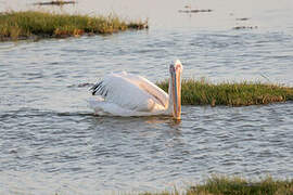 Great White Pelican