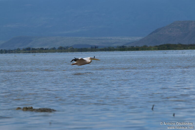 Great White Pelicanadult, Flight