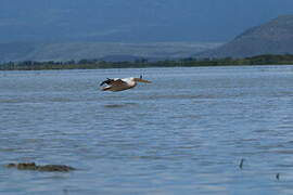 Great White Pelican