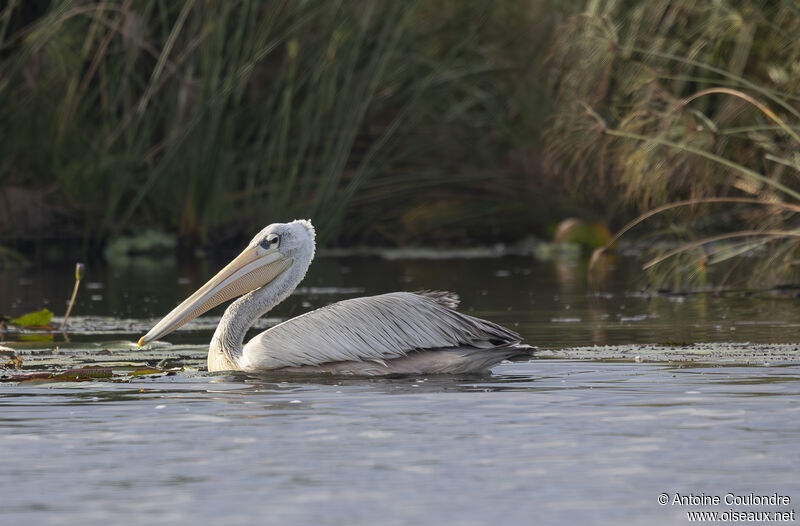 Pink-backed Pelicanadult