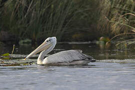 Pink-backed Pelican