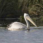 Pélican gris