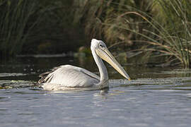 Pink-backed Pelican