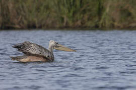 Pink-backed Pelican