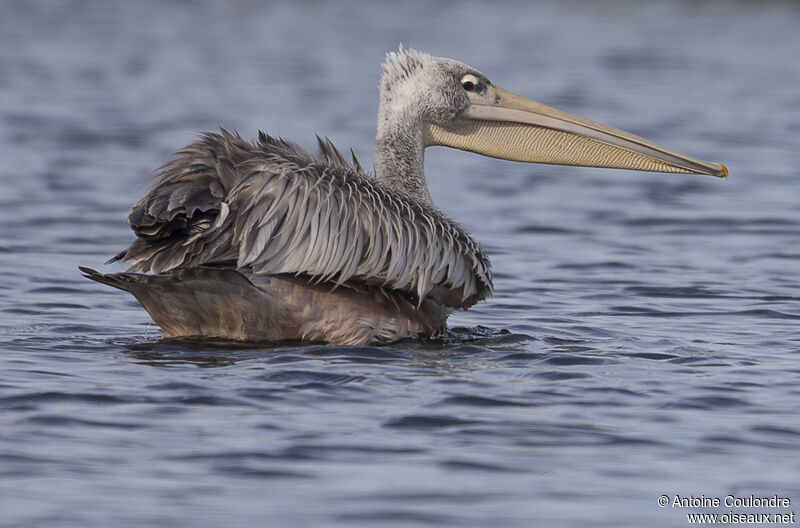 Pink-backed Pelicanadult