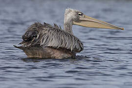 Pink-backed Pelican