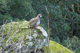 Red-legged Partridge