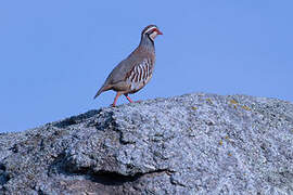 Red-legged Partridge