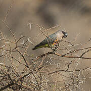 Red-bellied Parrot