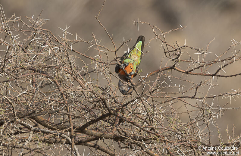 Red-bellied Parrot male adult breeding