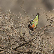 Red-bellied Parrot